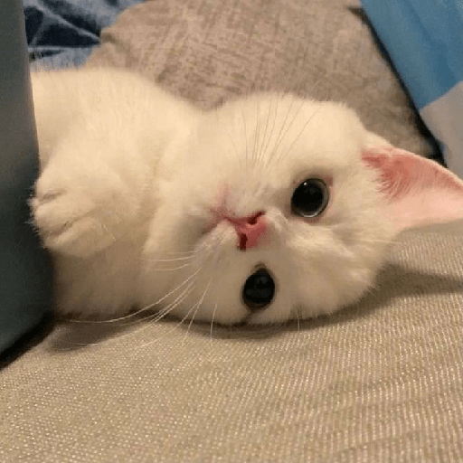 Gatinhos fofos  10