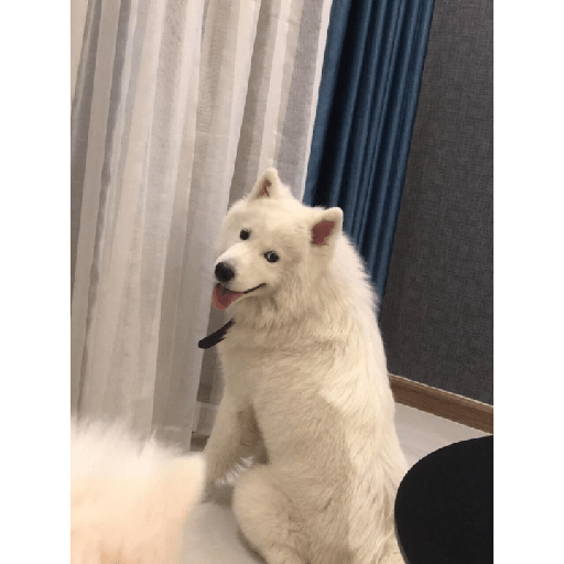Samoyed meme cute 11