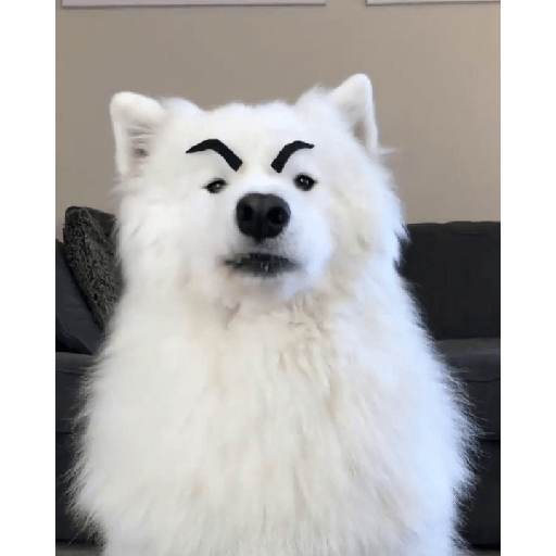 Samoyed meme cute 2