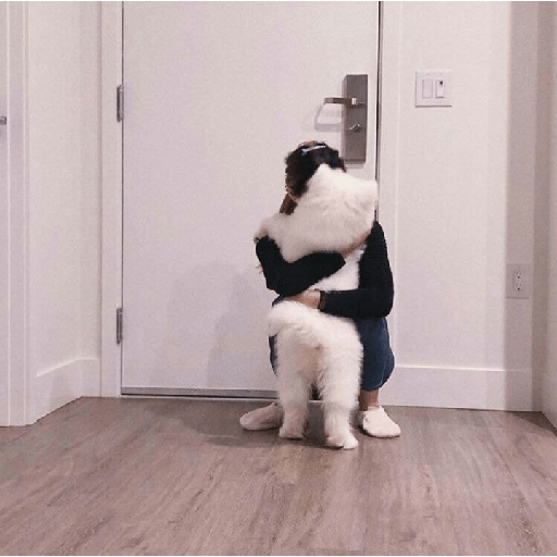 Samoyed meme cute 5