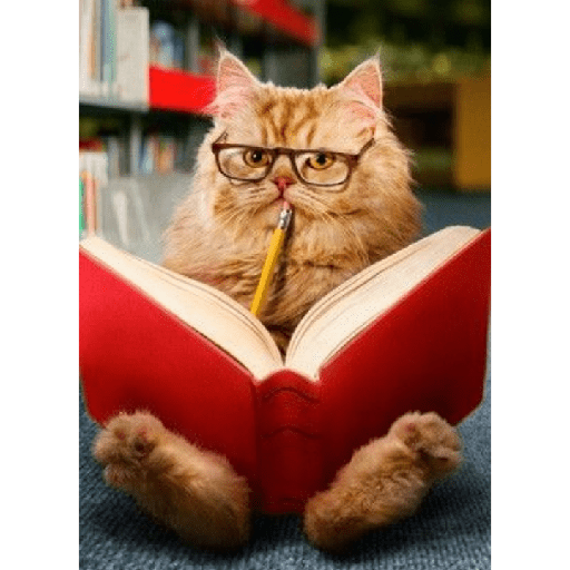 Gatinhos 4