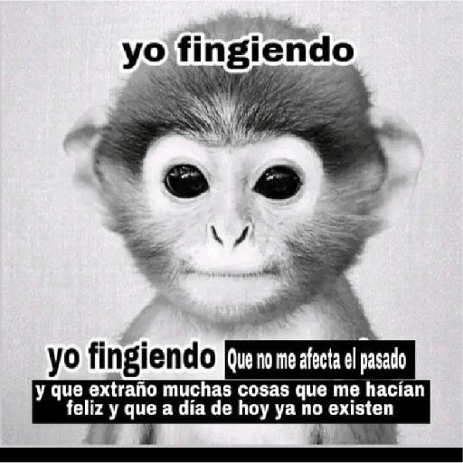Monkeys 🐒 27