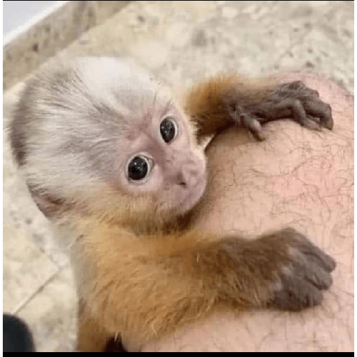 Monkeys 🐒 29