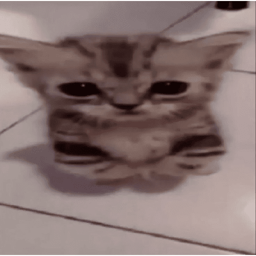 Funny cats  15