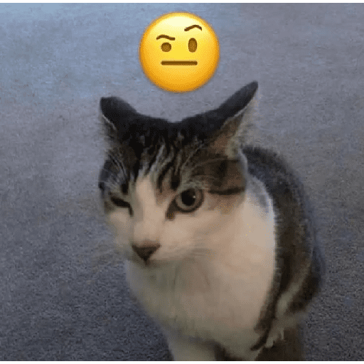 Funny cats  14