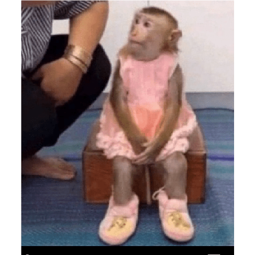 Monkeys 🐒 24