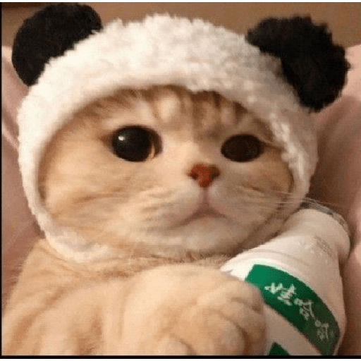 Gatos fofos 6
