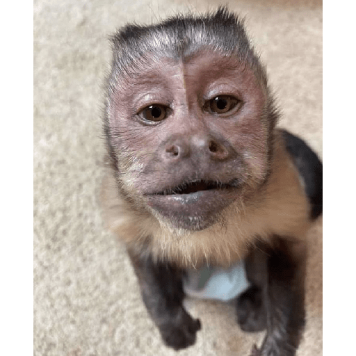 Monkeys 🐒 17