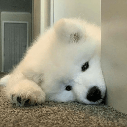 Samoyed meme cute 8