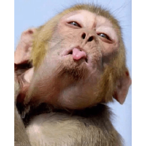 Monkeys 🐒 20