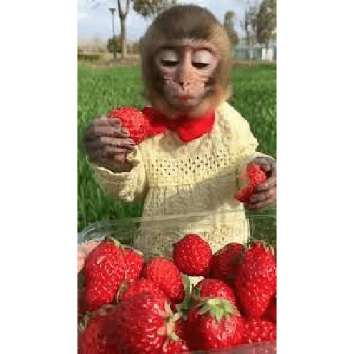 Monkeys 🐒 15