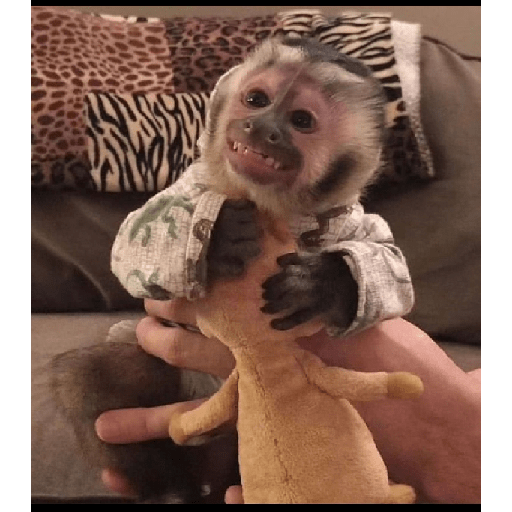 Monkeys 🐒 25