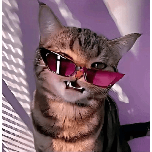 Funny cats  17