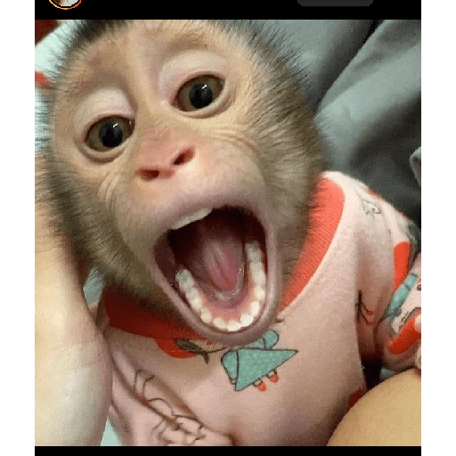 Monkeys 🐒 26