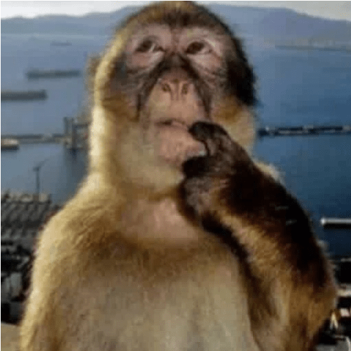 Macacos 🐵ᩧ 3
