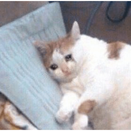 Kucing sad 1