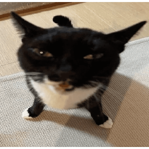 Funny cats  12