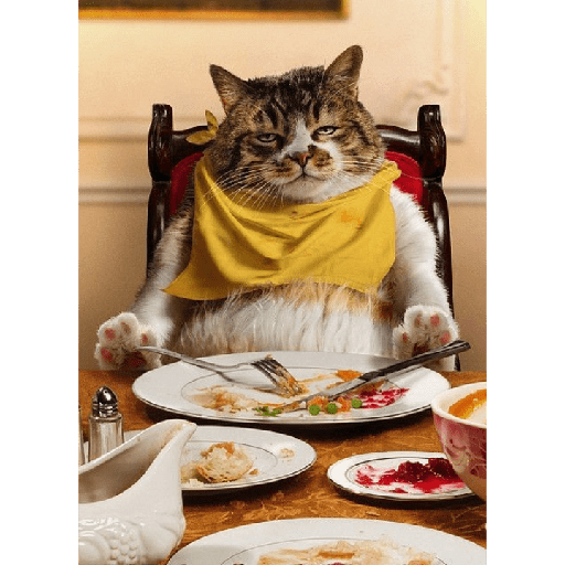 Gatinhos 1