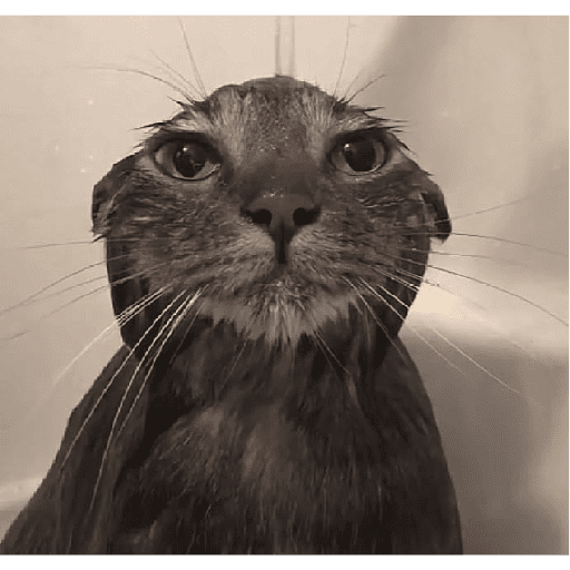 Funny cats  18