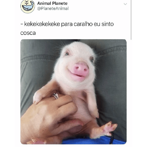Gatos fofos 5