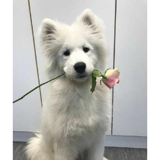 Samoyed meme cute 12