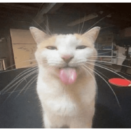 Funny cats  16
