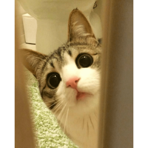 Gatinhos 6