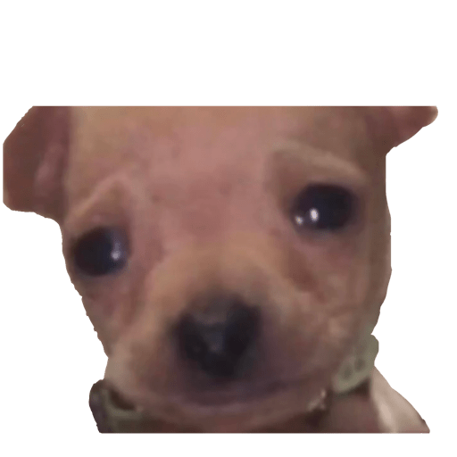 Perritos 4 8