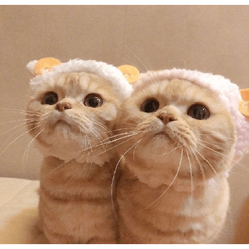 Gatos fofos 1