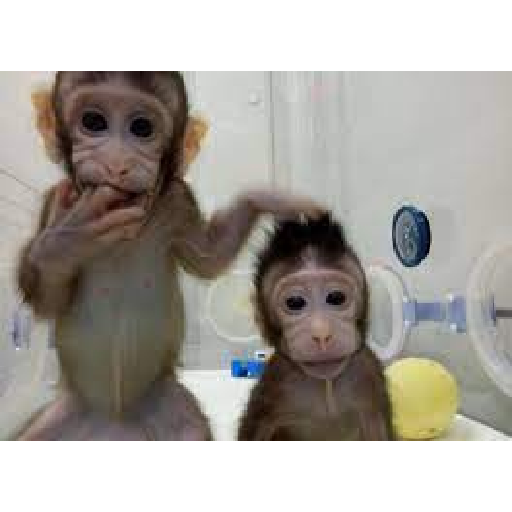 Monkeys 🐒 18