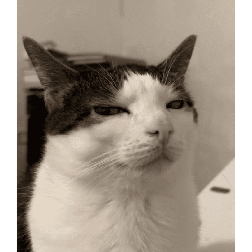 Funny cats  13
