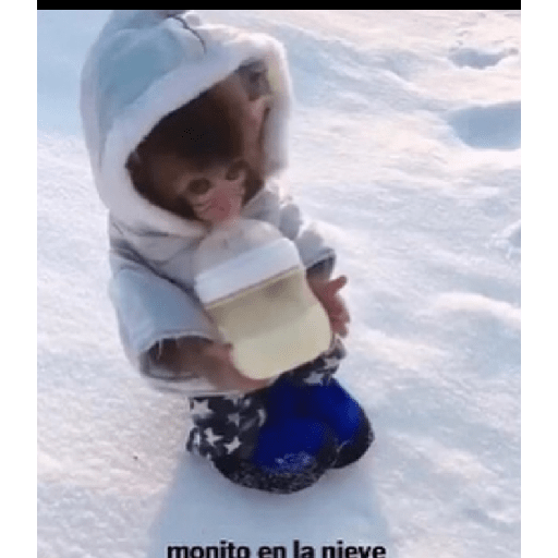 Monkeys 🐒 28