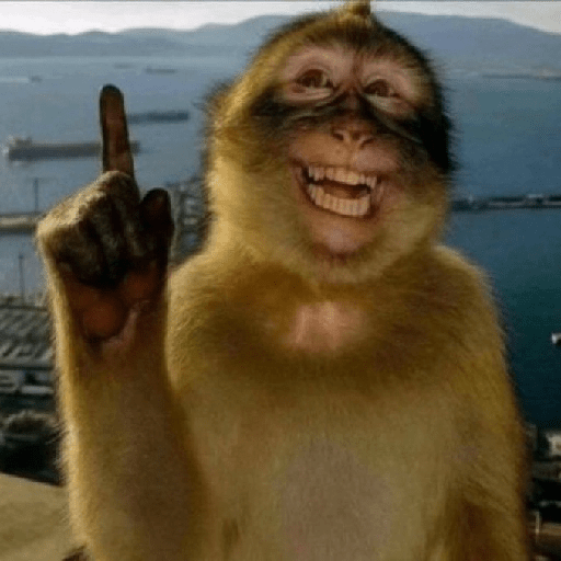 Macacos 🐵ᩧ 5