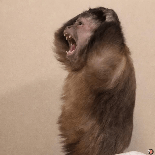 Monitos bonitos🥰🥰🥰 1