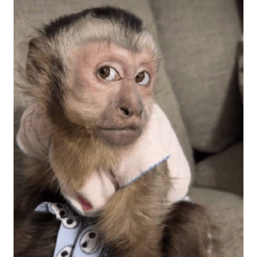 Monkeys 🐒 21