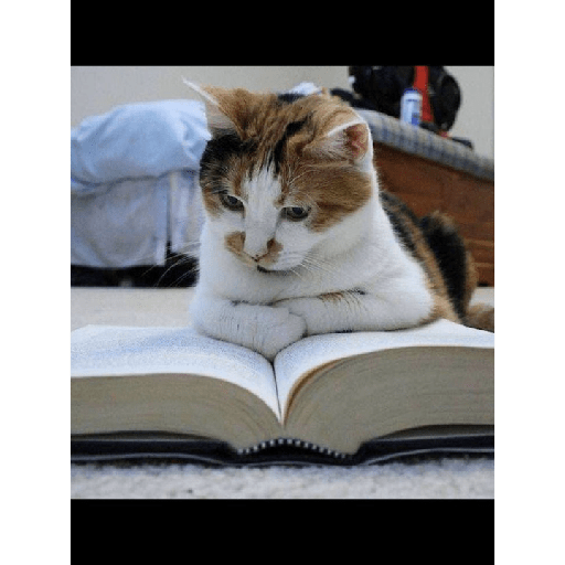 Gatinhos 5