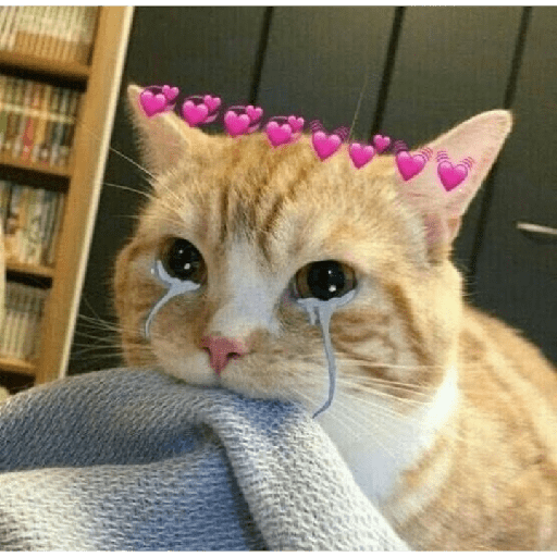 Gatinhos 8