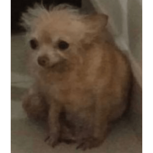 Perritos 4 5