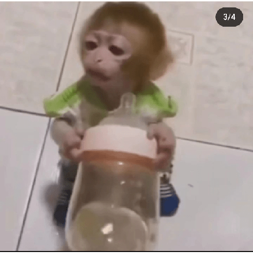 Monkeys 🐒 30