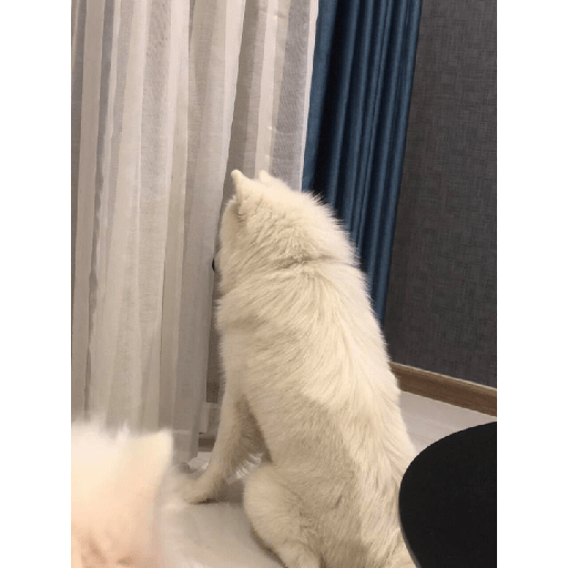 Samoyed meme cute 10