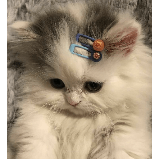 Gatos fofos 2