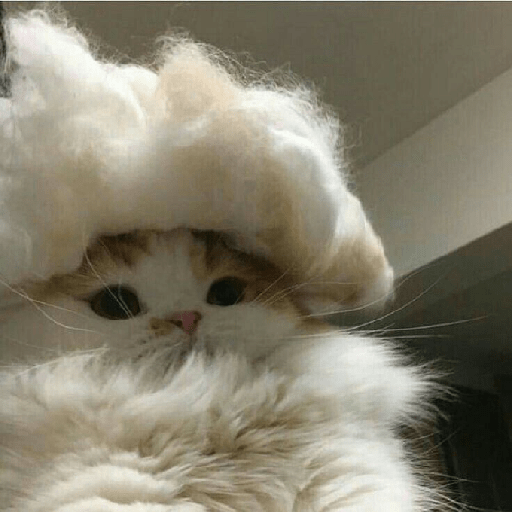 Gatos fofos 3