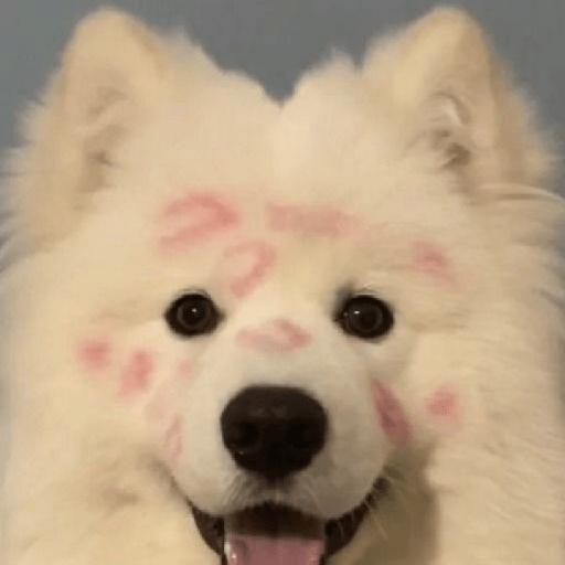 Samoyed meme cute 4