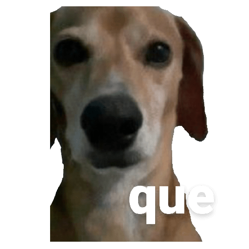 Perritos 4 3