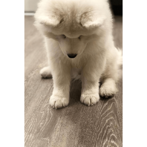 Samoyed meme cute 9