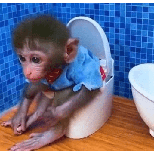 Monkeys 🐒 19
