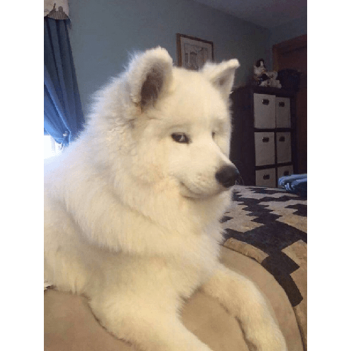 Samoyed meme cute 3