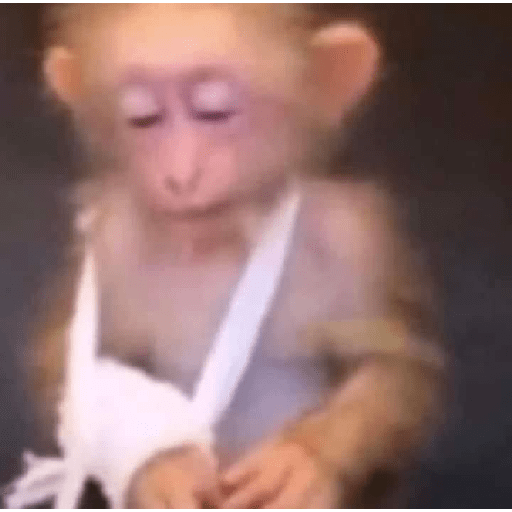 Monkeys 🐒 22