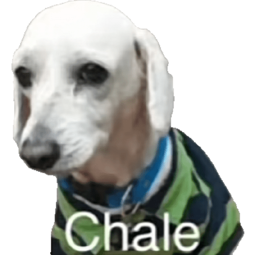 Perritos 4 1