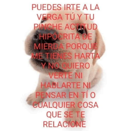 Perritos 4 7